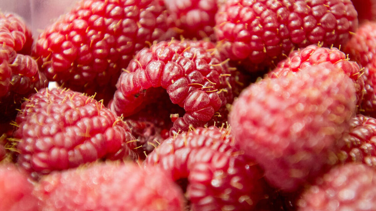 In Himbeeren steckt ein Stoff, der Schmerzen lindern kann. Foto: dpa