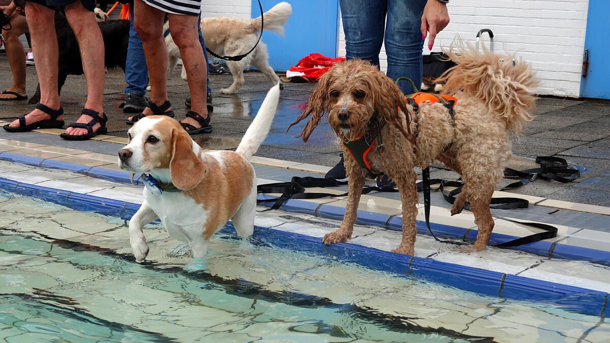 Von Wasserscheu keine Spur. Der Hunde-Badetag im Waldfreibad zieht die Vierbeiner an. Foto: Tonn