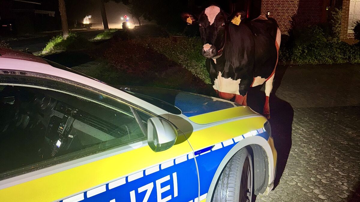 Die Kuh läuft in Stade durch ein Wohngebiet - bis ein Streifenwagen vor ihr steht. Foto: Polizei Stade