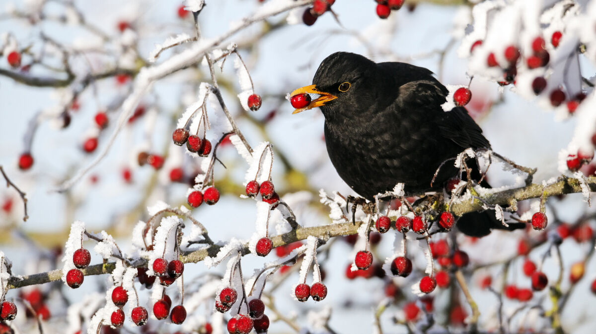 Die Amsel gehört wieder zu den am meisten gezählten Vögeln. Nach den starken Verlusten durch das Usutu-Virus in den vergangenen Jahren zeigen die aktuellen Zählergebnisse eine deutliche Erholung. Foto: Mike Lane