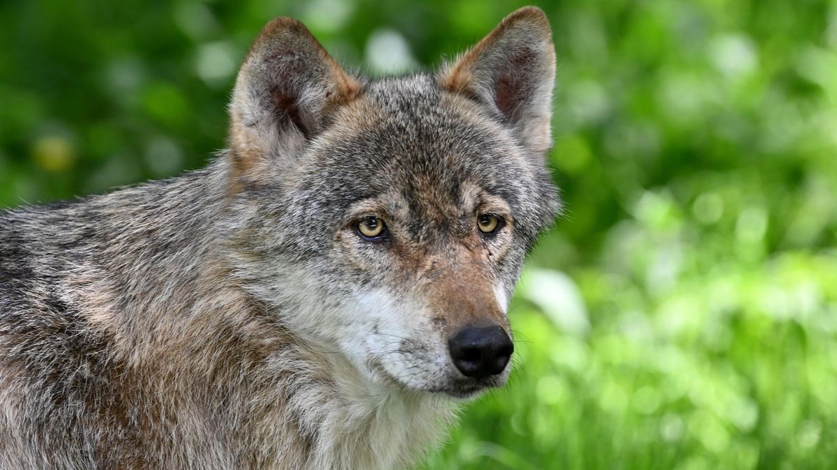 Die niedersächsische Landesregierung bereitet derzeit eine Wolfsverordnung vor, die den Abschuss von Problemwölfen erleichtern soll. Foto: Rehder / dpa