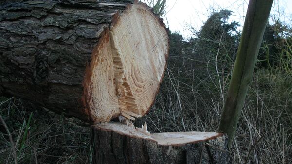 Gefällte alte Bäume in Cuxhaven: Was mit dem Holz der Stadtbäume passiert