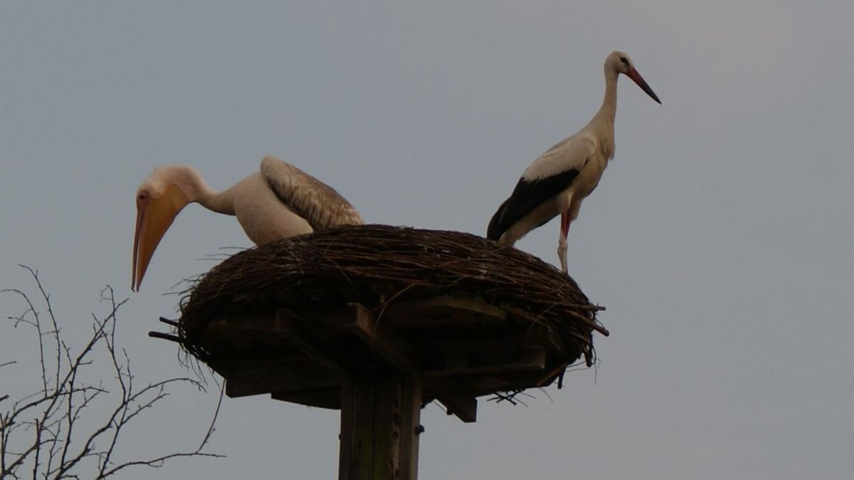 Rücken an Rücken standen Pelikan und Storch auf dem Nest. Foto: Staiger