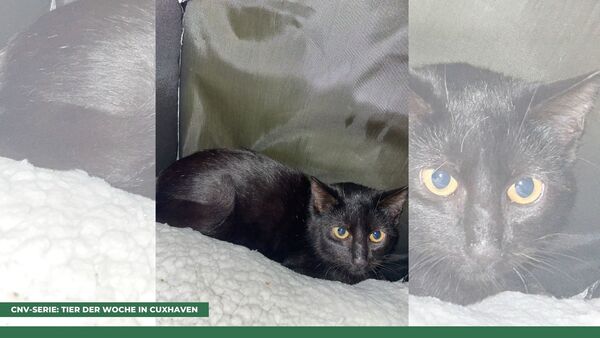 Tier der Woche in Cuxhaven: Hui Boo trägt seinen Namen wegen des "Grusel-Faktors"