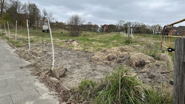 Initiative kritisiert Neubaupläne an Querspange in Döse: Bäume & Tiere müssen weichen