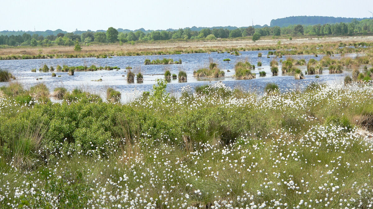 Ahlenmoor Birken Wollgras Tümpel
