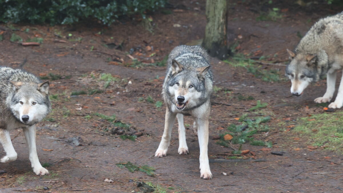 Wölfe im Wald: Die unregulierte Ausbreitung sorgt für Diskussionen im ländlichen Raum. Foto: Larschow