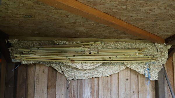 Riesiges Hornissen-Nest in Cuxhaven entdeckt: Imker gibt Verhaltenstipps