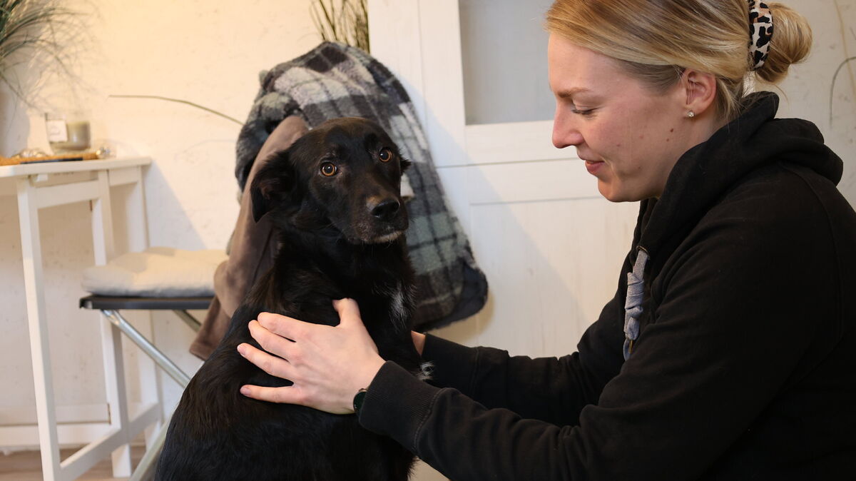 Physiotherapeutin Eva Teuchert tastet die Mischlingshündin Coco von Kopf bis Pfote ab. Für den Hund kann das eine echte Wellness-Behandlung sein.