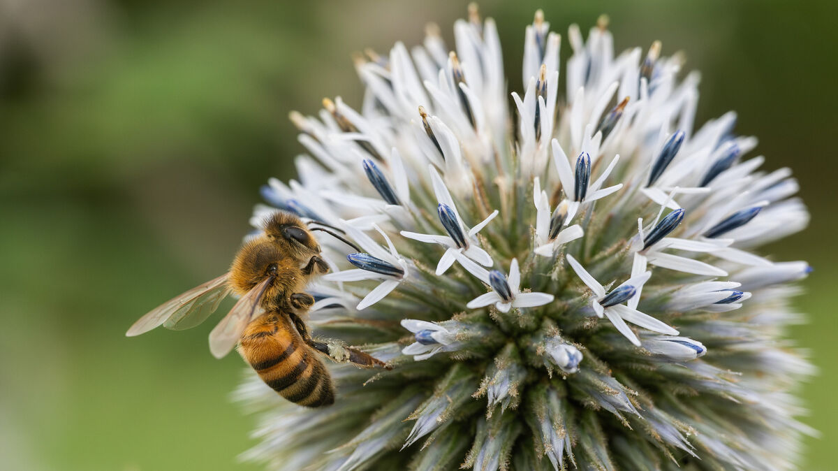 Mit Mikroskopen und selbst entwickelten Bestimmungs-Apps entdecken die Cuxhavener Schülerinnen und Schüler die heimische Insektenwelt und geben ihr Wissen weiter. Foto: Silas Stein