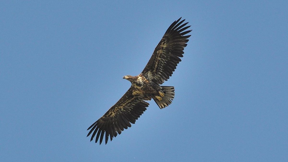 Markant ist sein "brettartiges" Flugbild: Der Seeadler breitet auch im Landkreis Cuxhaven seine Schwingen aus. Foto: CNV-Archiv