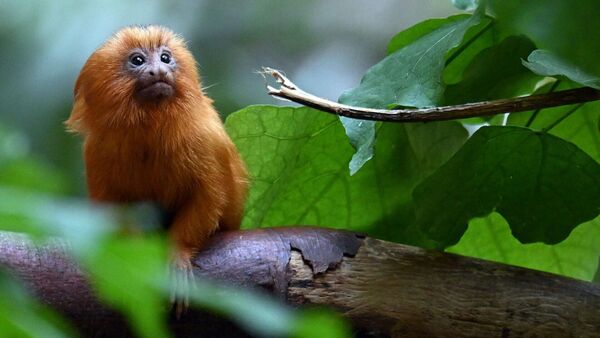 Kölner Zoo: Goldgelbe Löwenäffchen erobern ihr Gehege