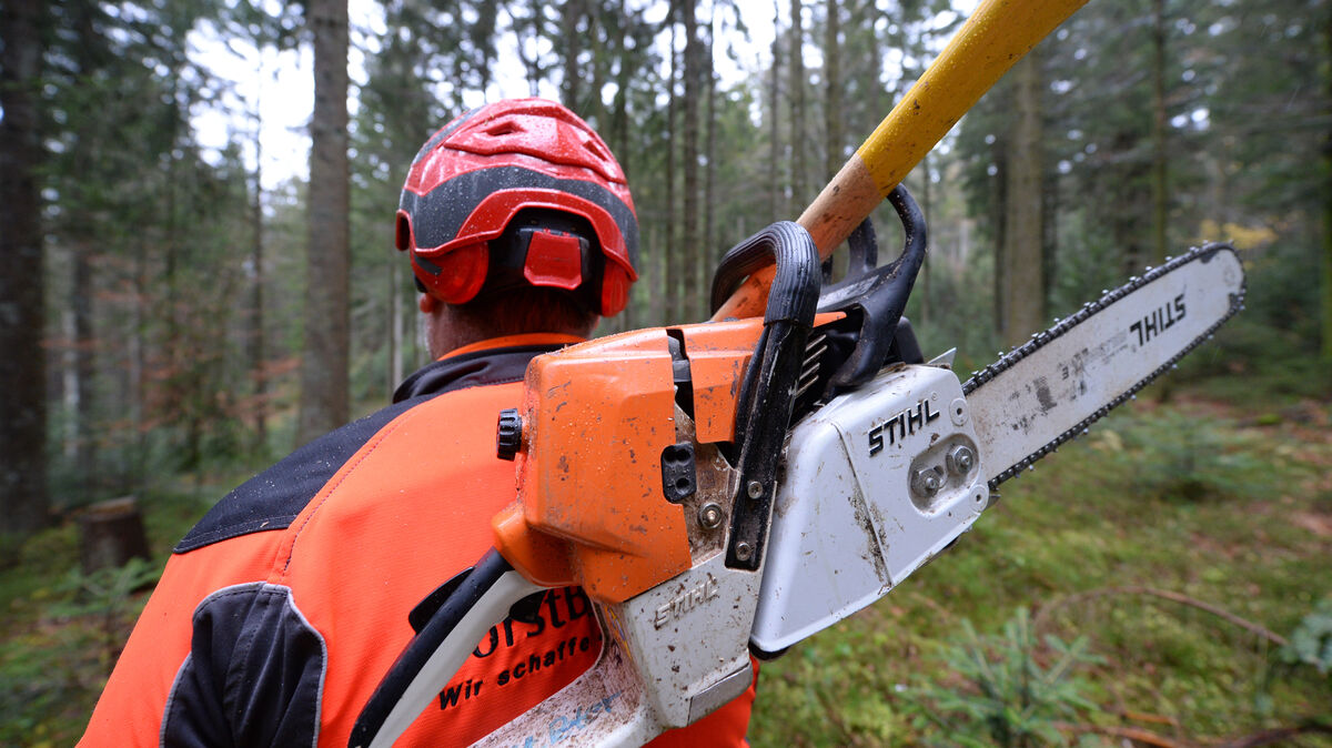 Mit welchem Arbeitsgerät die Bäume gefällt wurden, teilte die Polizei nicht mit. Symbolfoto: Patrick Seeger/dpa