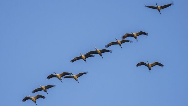 Cuxhavens Vogelguckerin: "Die Kugelbake ist der Premiumspot zum Vogelgucken"