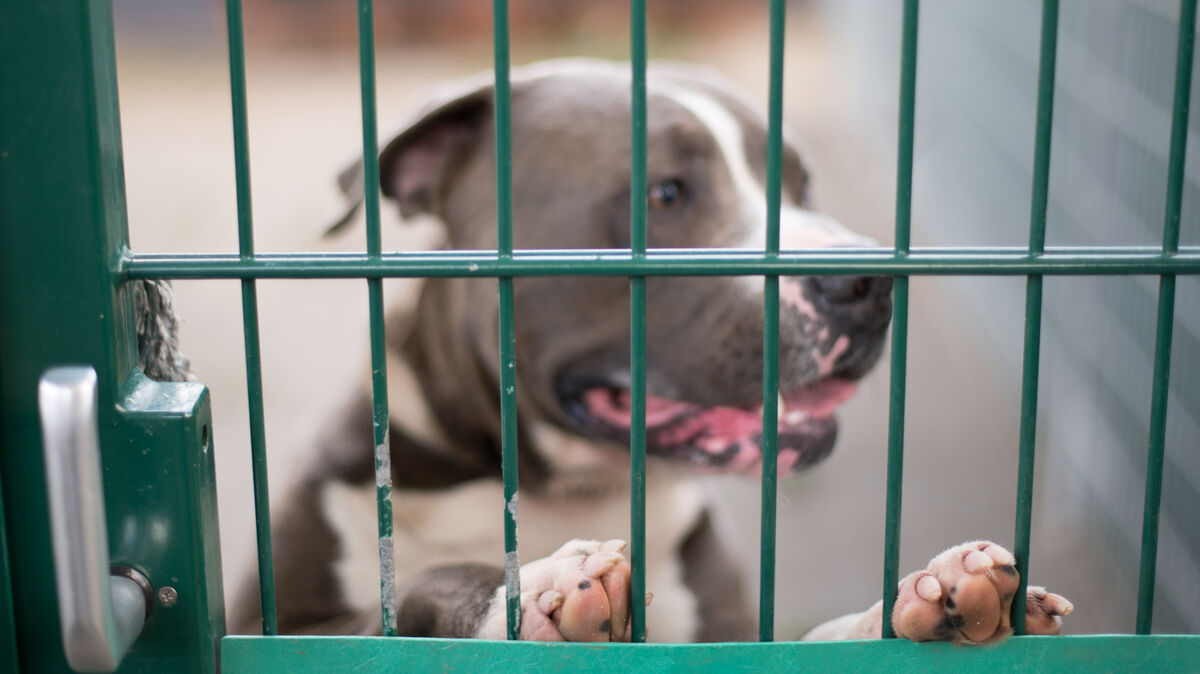 Dass dieser Hund ein Staffordshire ist, spielt in Cuxhaven in steuerlicher Hinsicht zunächst keine Rolle mehr. Der Rat der Stadt kippte am Donnerstag per Mehrheitsentscheid die sogenannte Rasseliste. Foto: Andreas Arnold/dpa