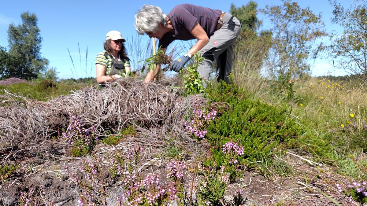 Freiwillige entfernen Traubenkirschen in den Cuxhavener Küstenheiden, um die wertvolle Heide vor Verbuschung zu schützen. Foto: Sucker-Weiß