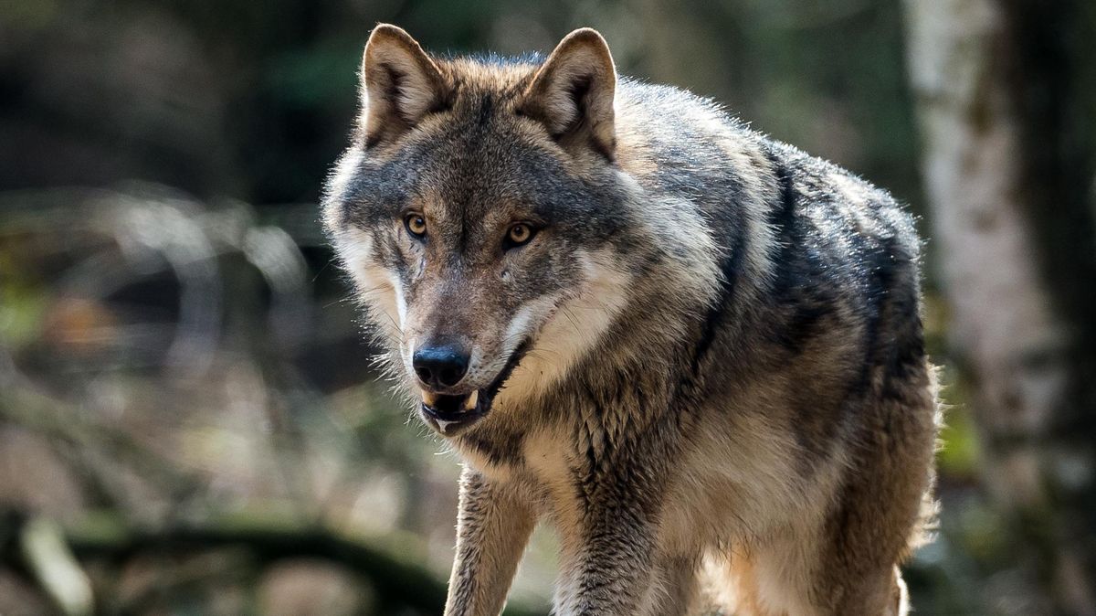 Ein Stadtarbeiter in Steinfeld erklärte, er sei von einem Wolf gebissen worden. Eine DNA-Analyse konnte das nicht bestätigen. Foto: Pleul