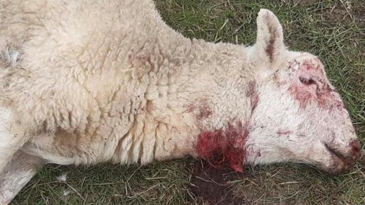 In der Nacht auf Montag sind in der Nähe von Lüdingworth einige Schafe und Lämmer einem Wolfsangriff zum Opfer gefallen. Es war nach längerer Zeit der erste bekannt gewordenen Zwischenfall mit Wölfen auf Lüdingworther Gebiet. Foto: Tiedemann