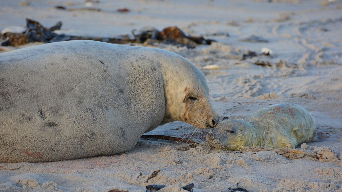 Eine Kegelrobbenmutter mit ihrem Jungtier am Strand – jetzt beginnt die Wurfzeit auf Helgoland. Foto: Rauch