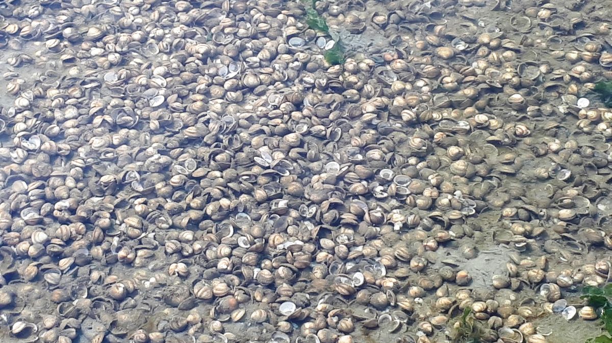 Überall tote Herzmuscheln auf dem Wattboden. Laut einer Vermutung könnte die anhaltende Hitze das Massensterben ausgelöst haben. Foto: Roland