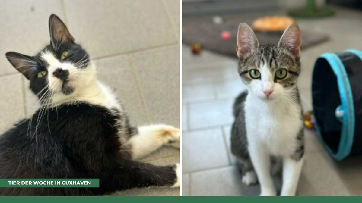 Sina und Cinderella suchen ein liebevolles Zuhause - wer schenkt ihnen ein warmes Plätzchen? Fotos: Tierheim Cuxhaven