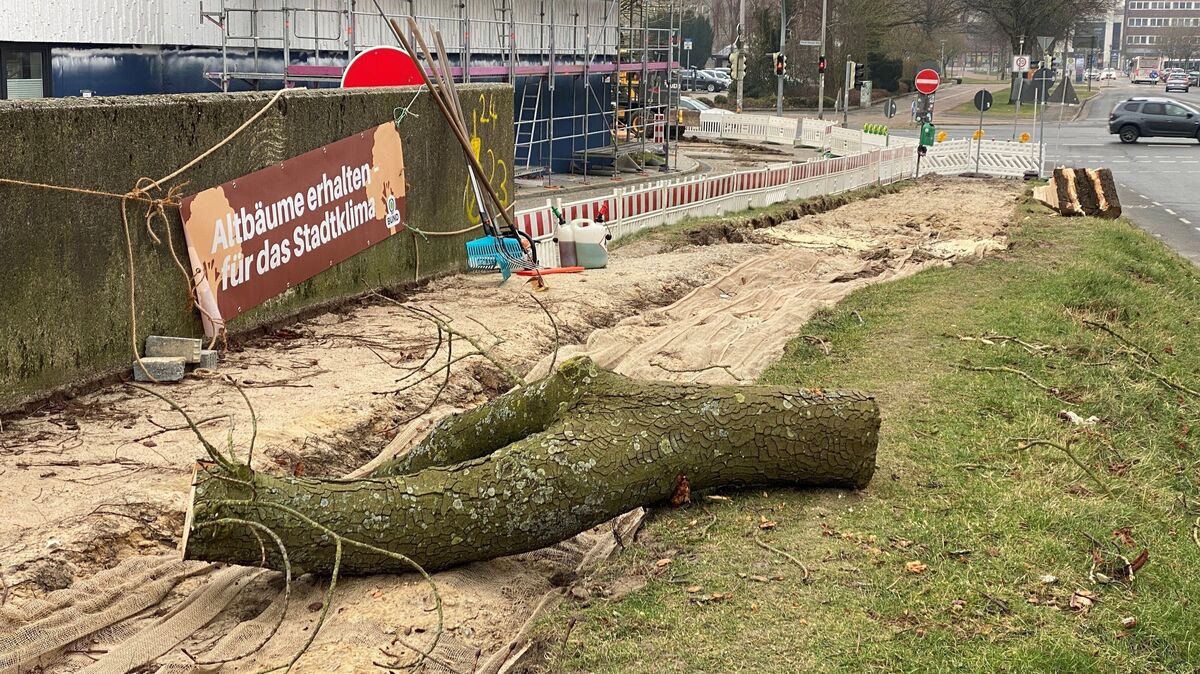 Anders als auf dem Transparent gefordert, sind die beiden Altbäume nicht erhalten worden. Aus Sicht von Baumschützern straft das Verwaltungshandeln das selbst propagierte Klimaschutz-Engagement Lügen: Die Kastanien seien intakt gewesen. Foto: Initiative Stadtgrün