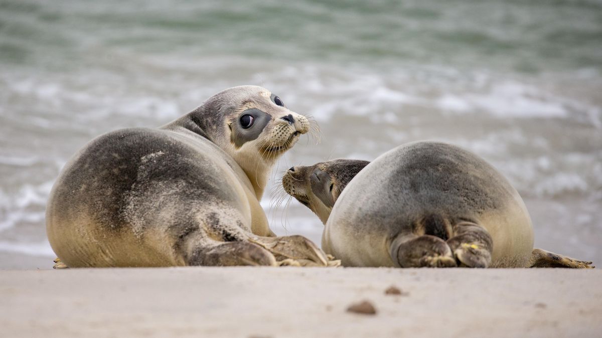 Zwei Seehund-Jungtiere liegen kurz nach ihrer Auswilderung am Strand der Nordseeinsel Juist. Die Tiere fühlen sich in der Elbe pudelwohl. Foto: Mohssen Assanimoghaddam/dpa