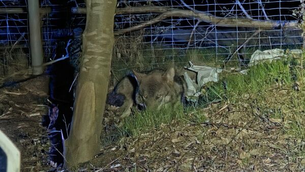 Kollision mit Wolf auf der A27 im Kreis Cuxhaven: Tier nach Unfall erschossen