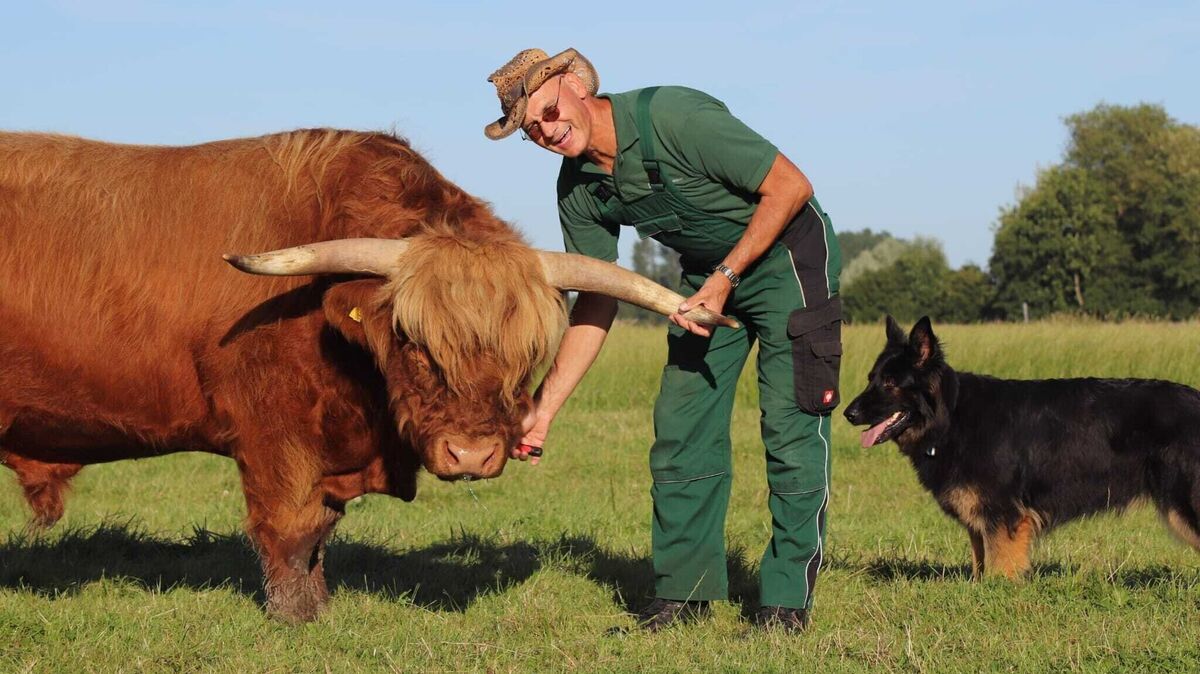 Günter Dorn züchtet gemeinsam mit seiner Frau Monika die imposanten Highland-Rinder auf dem zertifizierten Bioland-Betrieb in Nordleda. Foto: Dorn
