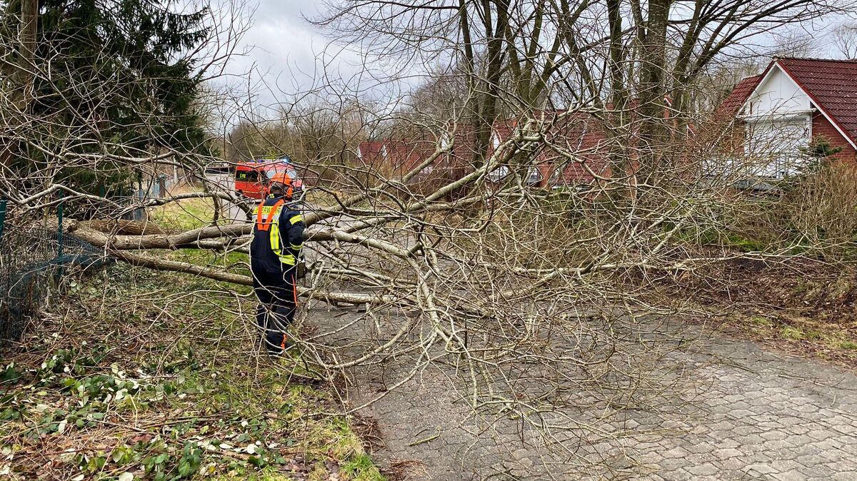 In Hemmoor-Warstade fiel ein Baum durch starke Böen auf die Fahrbahn. Foto: Lange