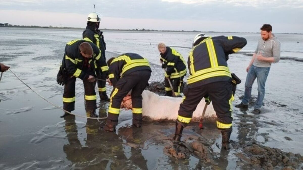 Die Feuerwehr versucht, eines der Rinder aus dem Schlick zu befreien. Foto: Feuerwehr