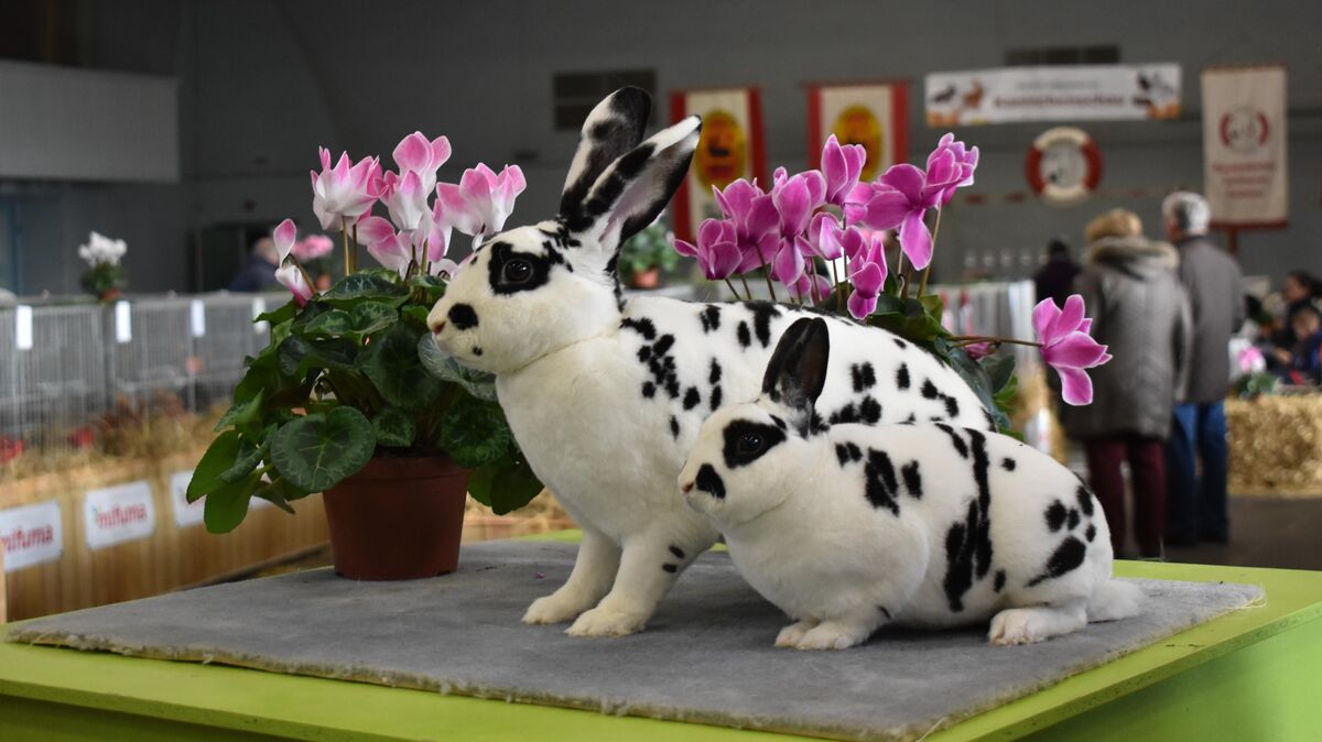 Auch die schönen Dalmatiner Rex-Kaninchen werden in der Hermann-Allmers-Halle bei der Kaninchenschau natürlich auch zu sehen sein. Foto: Walks