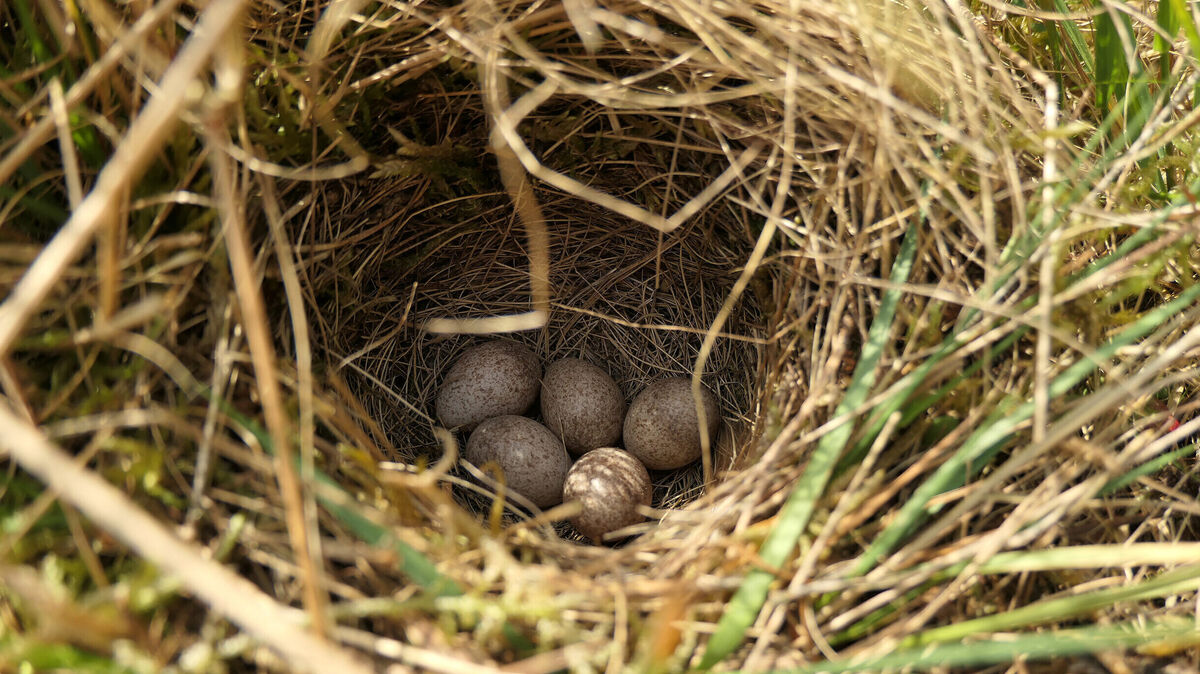 Auch bei der Heidelerche schlüpfen in der Brut- und Setzzeit Jungvögel. Foto: Tobias Leikauf/DBU Naturerbe