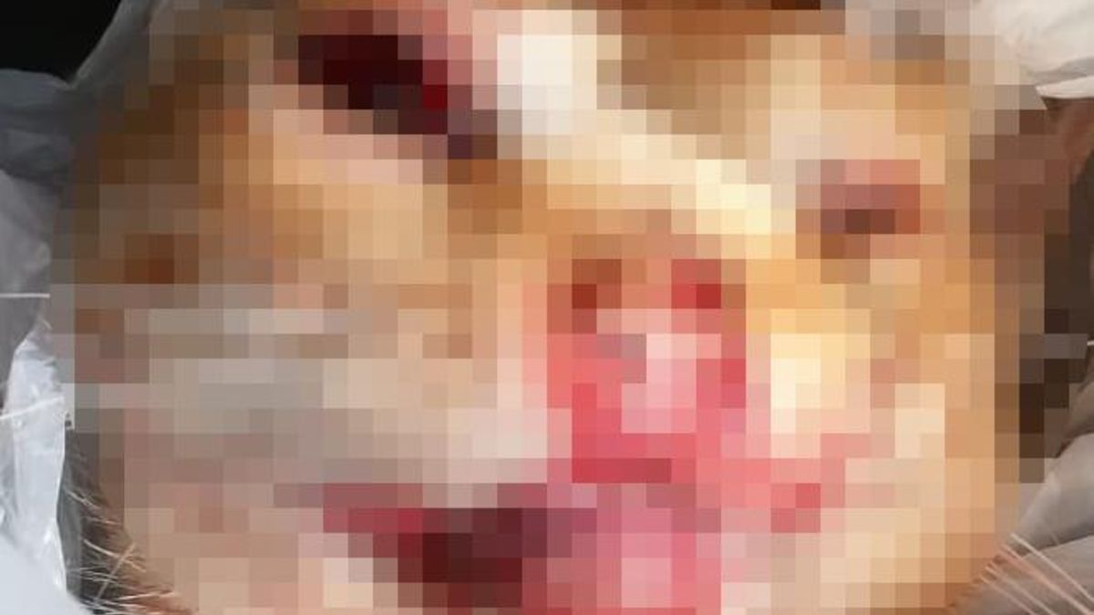 Aus Gründen der Pietät verpixelt: Die schweren Verletzungen am Kopf der Katze sind auf dem Original-Foto klar zu erkennen. Foto: Tierheim