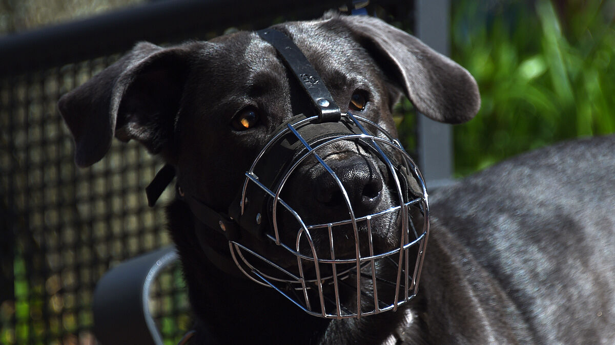 Höhere Steuern für Hunde, die zu vier speziellen Rassen gehören? Dazu gehen die Meinungen auseinander. Foto: dpa/Brandt
