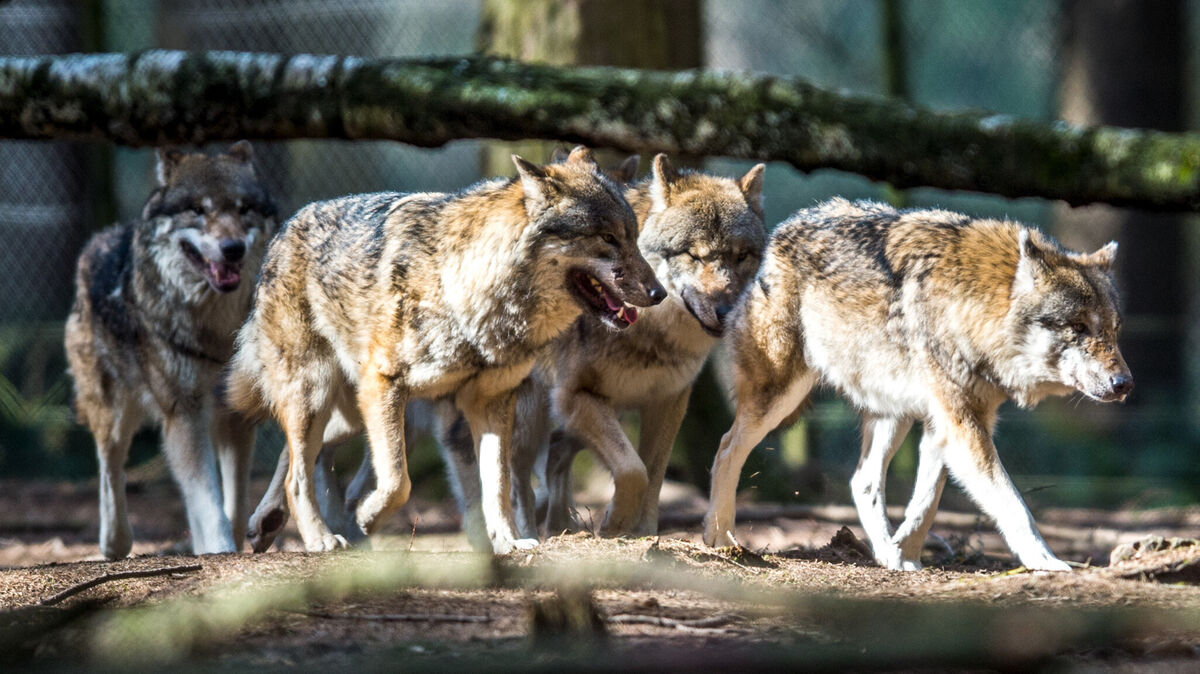 Wissenschaftler und Behörden arbeiten zusammen, um die Anzahl und Verbreitung der Wölfe im Kreis Cuxhaven zu erfassen. Foto: Heinl/dp
