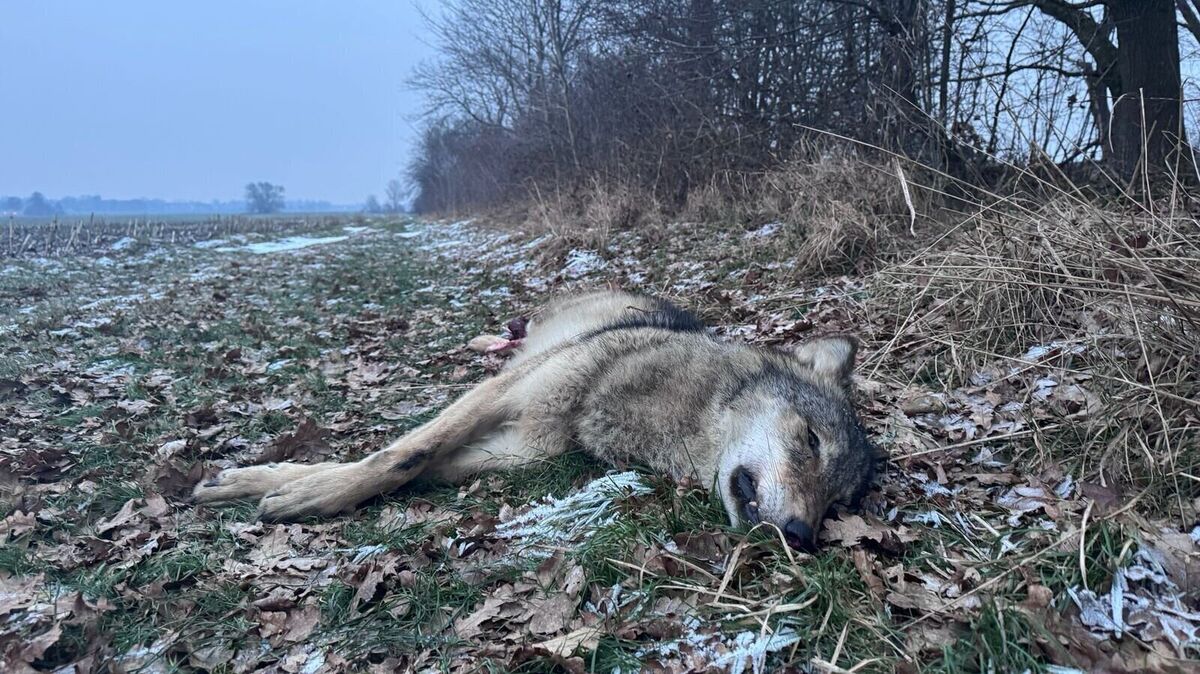Toter Wolf in Himmelpforten: acht bis neun Monate alte Fähe.  Foto: Michael Ohlhoff