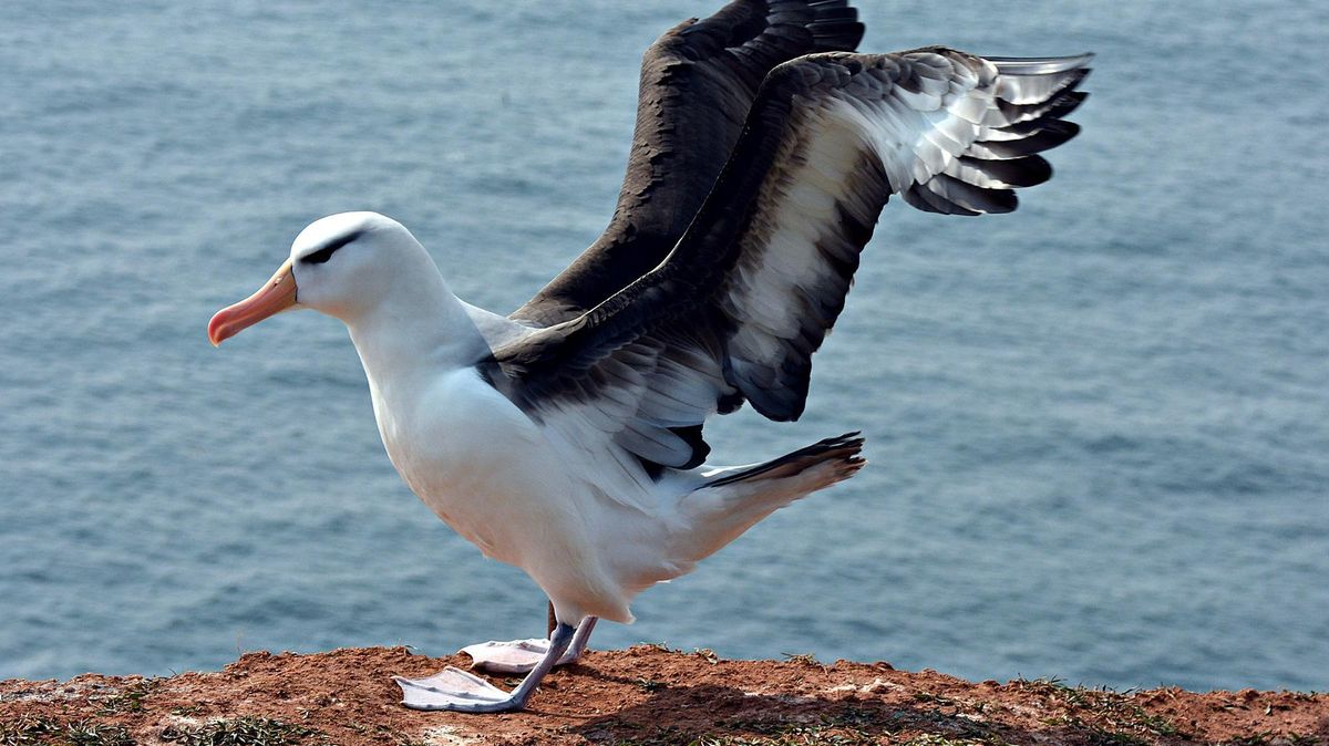 Der Albatros ist wieder auf Helgoland gelandet. Zum ersten malm nahm er im Mai 2014 Kurs Hochseeinsel. Archivfoto: Rauch