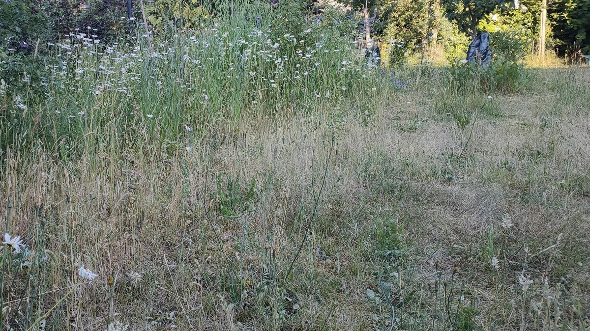 Verregneter Sommer Dein Garten So Nass Sind Die Böden In Norddeutschland Aktuell - 8l47qt5