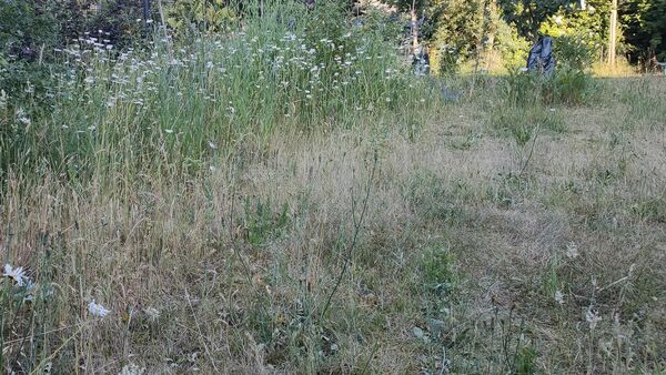 Heiß und trocken: Fünf Tipps, wie Sie mit ihrem Garten durch den Sommer kommen