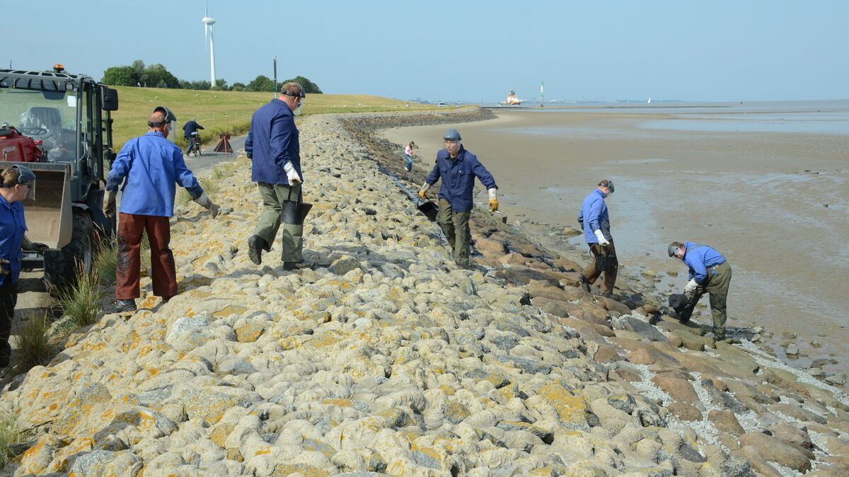Mitarbeiter des Wasserstraßen- und Schifffahrtsamtes Elbe-Nordsee haben in der vorigen Woche Unterhaltungsmaßnahmen am Deckwerk durchgeführt und Verklammerungsarbeiten vorgenommen, indem Bitumen in die Zwischenräume der Steine verfüllt wurde. Fotos: Rohde