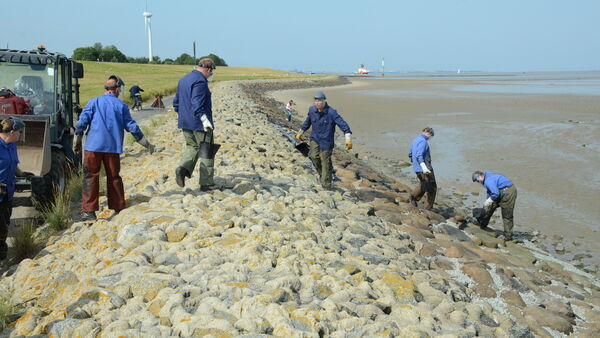 Deckwerk am Elbdeich zwischen Altenbruch und Otterndorf ist in gutem Zustand
