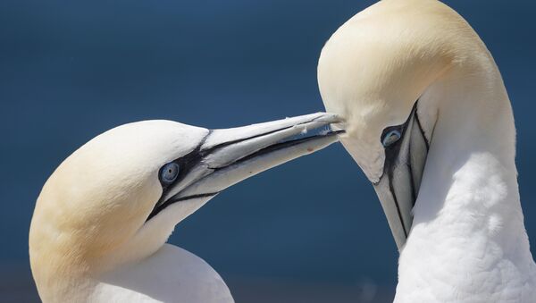Vogelgrippe grassiert: Sorge um Tiere an der Nordseeküste