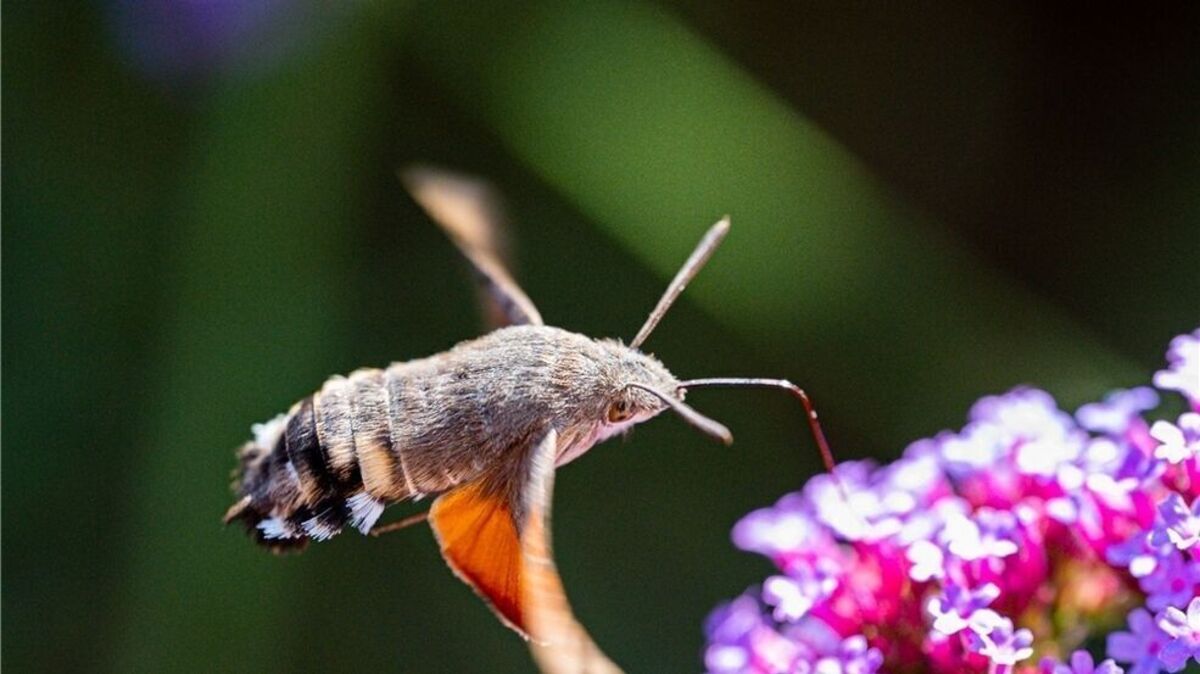 Taubenschwänzchen an einer Blüte. Foto: NABU/Paulin