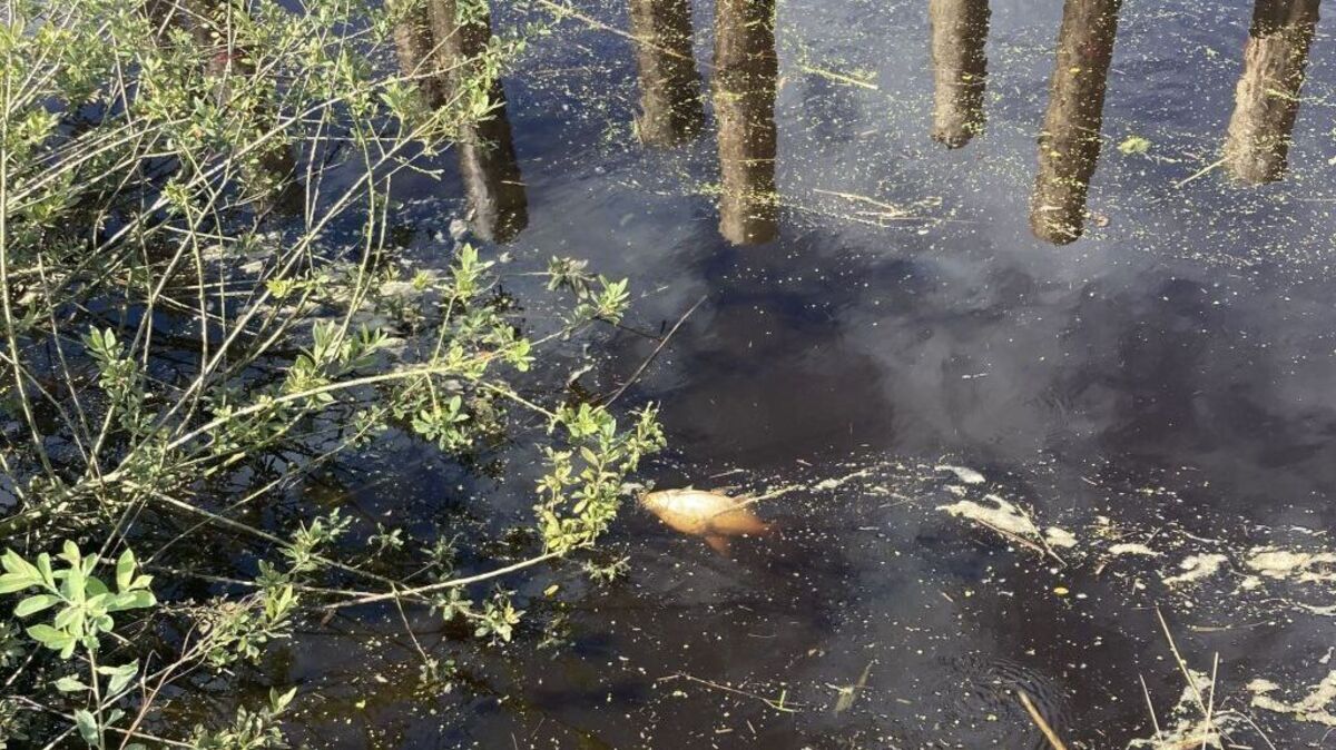 Viele Gewässer im Landkreis Cuxhaven sind durch den Starkregen so stark mit Nährstoffen angereichert, dass es zum Fischsterben kommt. Foto: Landkreis Cuxhaven