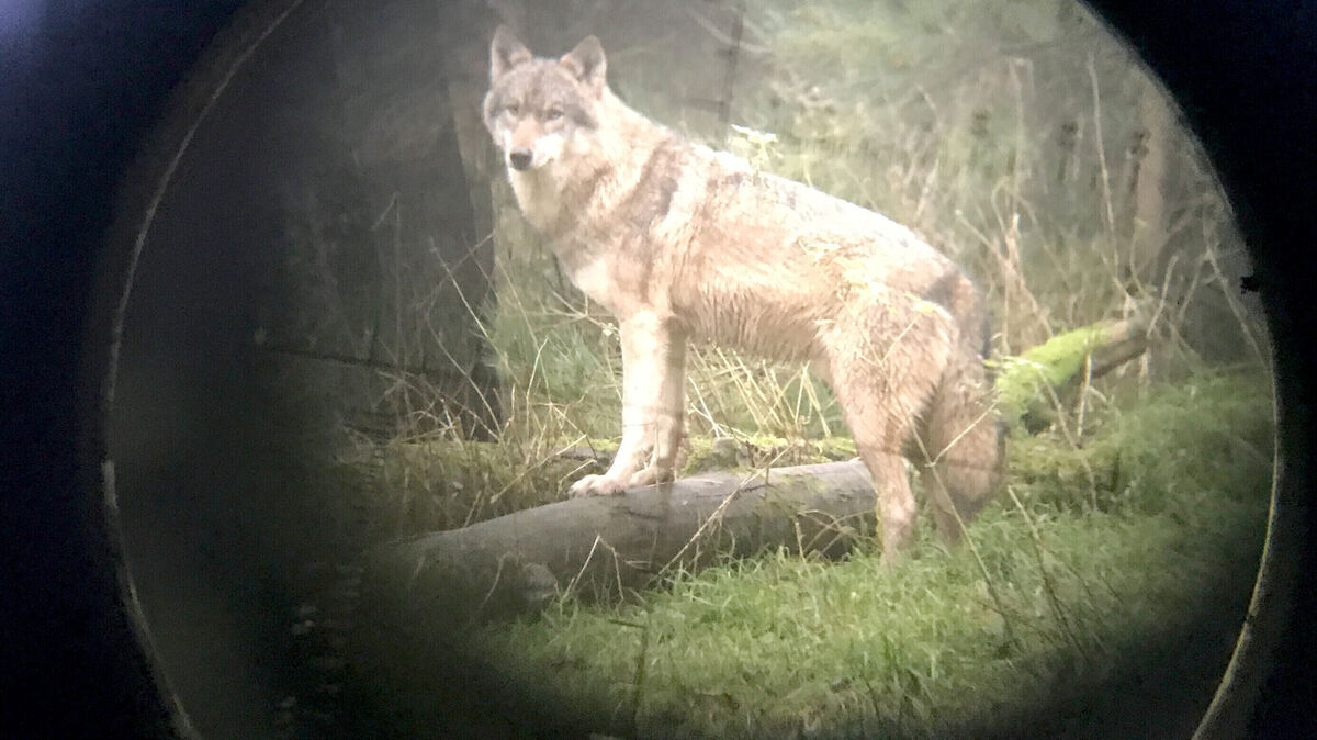 Im Fadenkreuz: Wann ist der Abschuss eines Wolfs rechtlich keine Grauzone, sondern gesetzlich verbindlich geregelt? Es gibt viele offene Fragen in der Gesamtthematik. Foto: Carsten Rehder/dpa