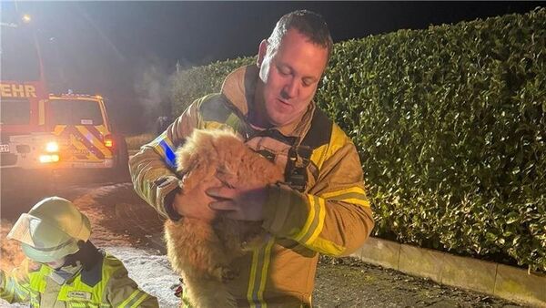 Kater "Timy" verschwindet in Silvesternacht im Kreis Stade: Rettung aus Kanalisation