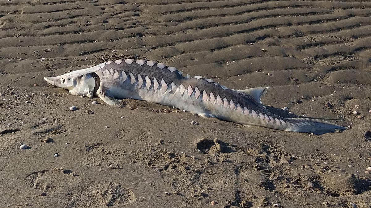 Entdeckt vor Otterndorf: Dieser rund 1,2 Meter lange Stör ist an Land gespült worden. Rolf Schumacher hat das leblose Tier bei einer Wattwanderung fotografiert. Foto: Rolf Schumacher