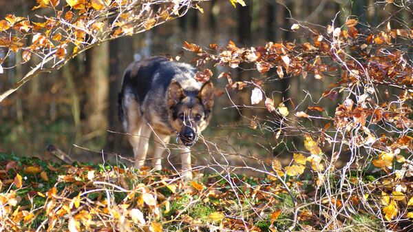 Hundebiss in Cuxhaven: Jugendliche in Altenwalde von Vierbeiner attackiert