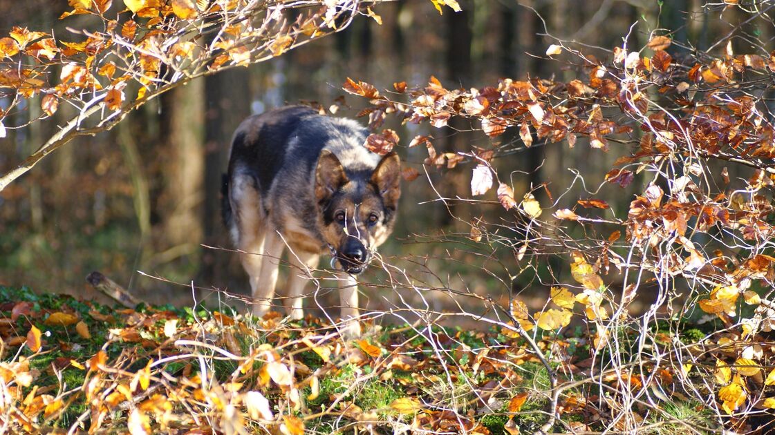 Dog bite in Cuxhaven: Teenager attacked by dog ​​in Altenwalde